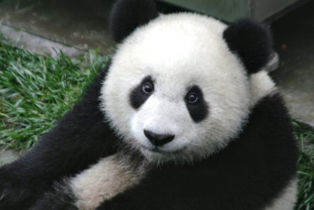 Panda's Thumb
